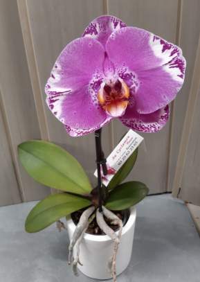Orchidée phalaenopsis 1 fleur