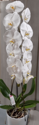 Cache-pot en ceramique a 3 orchidees fleurs Moon en blanc et argent
