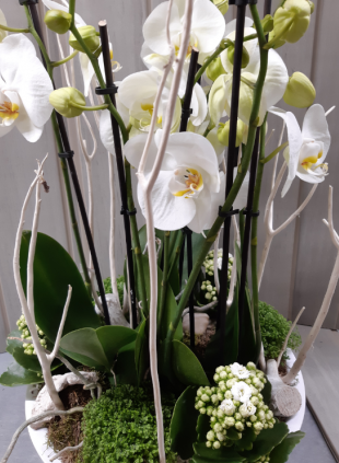 Composition ronde d'orchidée phalaenopsis blanche