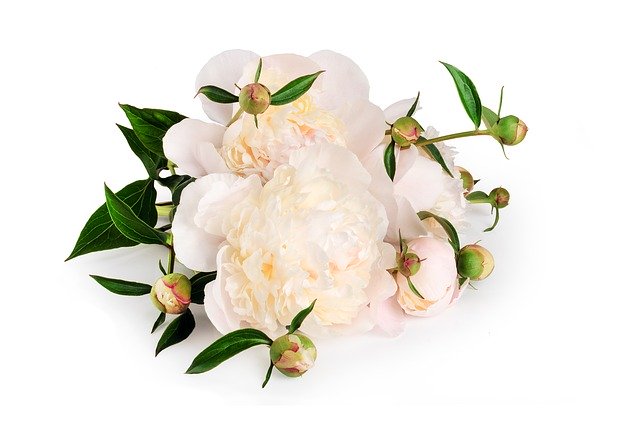 Bouquet de pivoines blanches